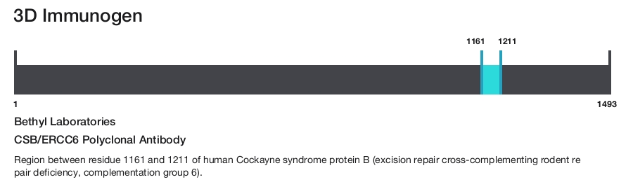 CSB/ERCC6 Polyclonal Antibody