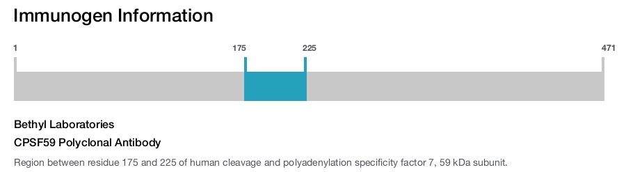 CPSF59 Polyclonal Antibody
