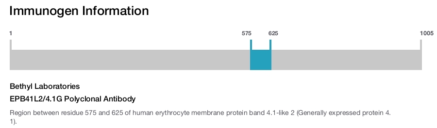 EPB41L2/4.1G Polyclonal Antibody