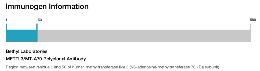 METTL3/MT-A70 Polyclonal Antibody