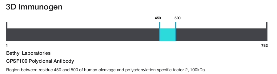 CPSF100 Polyclonal Antibody