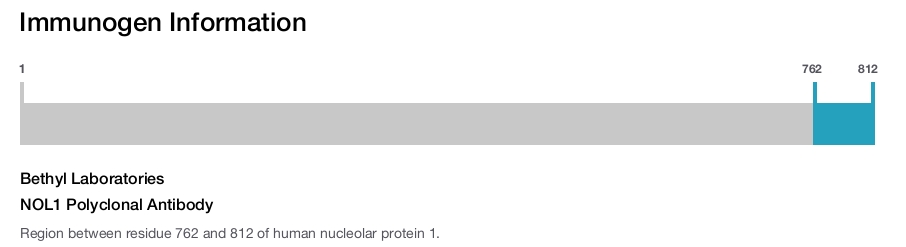 NOL1 Polyclonal Antibody