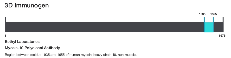 Myosin-10 Polyclonal Antibody