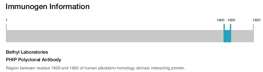PHIP Polyclonal Antibody