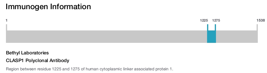 CLASP1 Polyclonal Antibody
