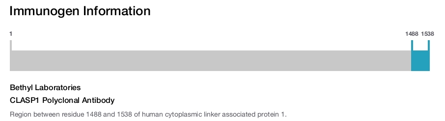 CLASP1 Polyclonal Antibody