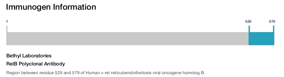 RelB Polyclonal Antibody