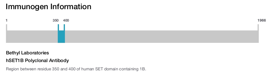hSET1B Polyclonal Antibody