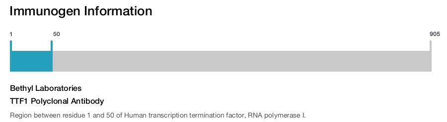 TTF1 Polyclonal Antibody