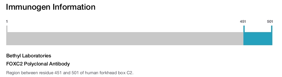 Immunogen Image FOXC2 Polyclonal Antibody