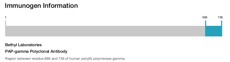 PAP-gamma Polyclonal Antibody