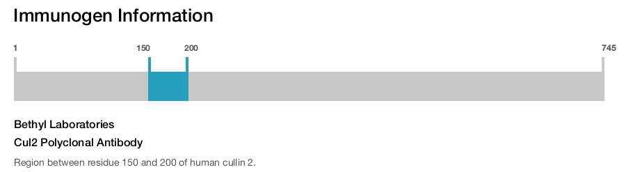 Cul2 Polyclonal Antibody