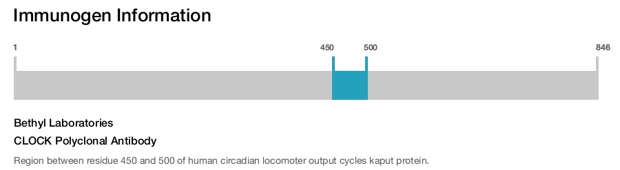 CLOCK Polyclonal Antibody