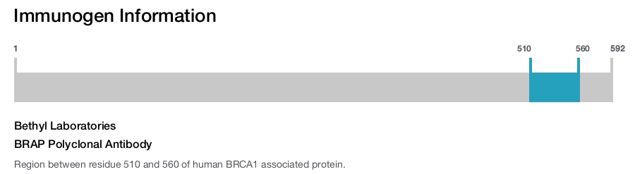 BRAP Polyclonal Antibody