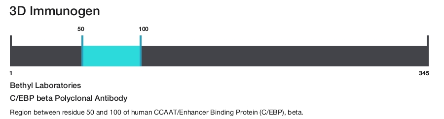 C/EBP beta Polyclonal Antibody