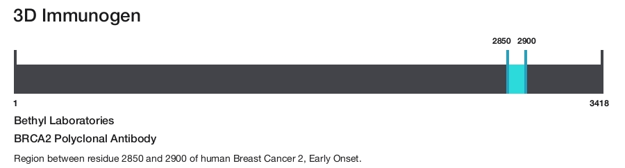BRCA2 Polyclonal Antibody