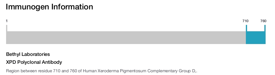 XPD Polyclonal Antibody