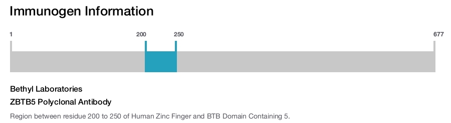 ZBTB5 Polyclonal Antibody