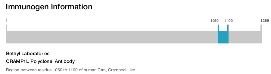 CRAMP1L Polyclonal Antibody