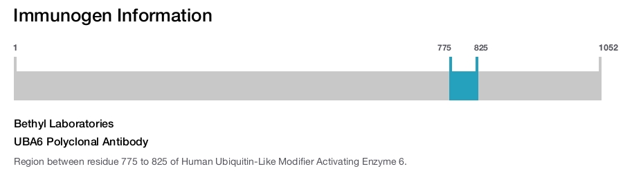 UBA6 Polyclonal Antibody