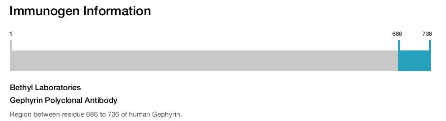 Gephyrin Polyclonal Antibody