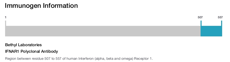 IFNAR1 Polyclonal Antibody