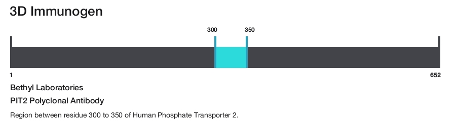 PIT2 Polyclonal Antibody