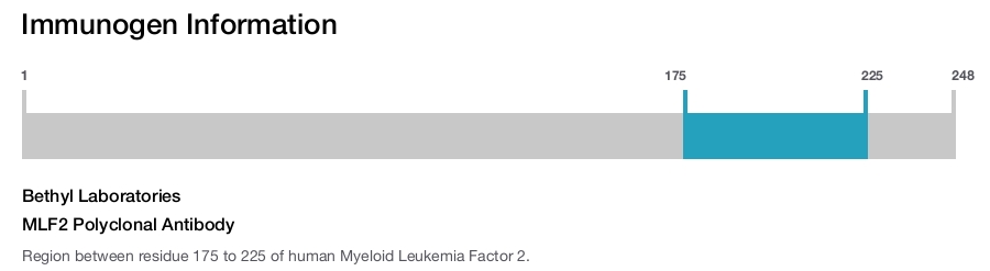 MLF2 Polyclonal Antibody