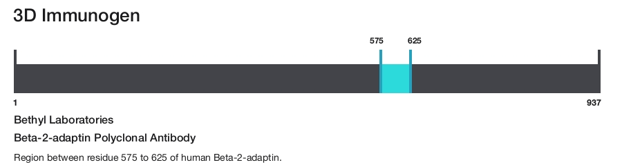 Beta-2-adaptin Polyclonal Antibody