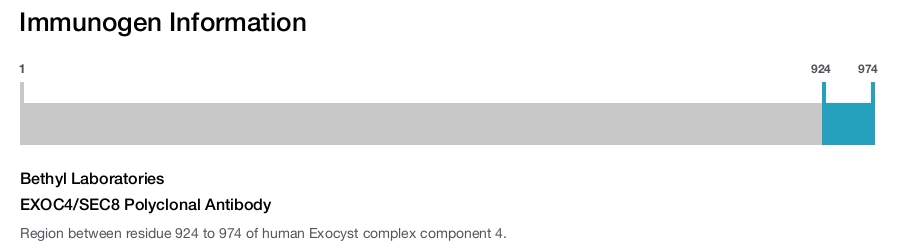 EXOC4/SEC8 Polyclonal Antibody