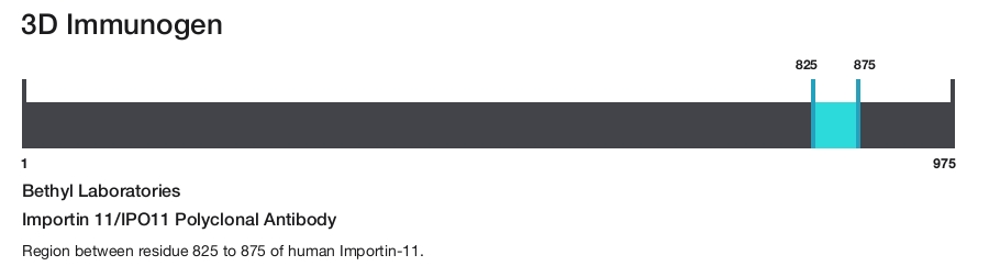Importin 11/IPO11 Polyclonal Antibody
