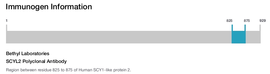 SCYL2 Polyclonal Antibody