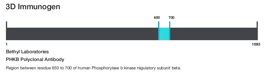 PHKB Polyclonal Antibody