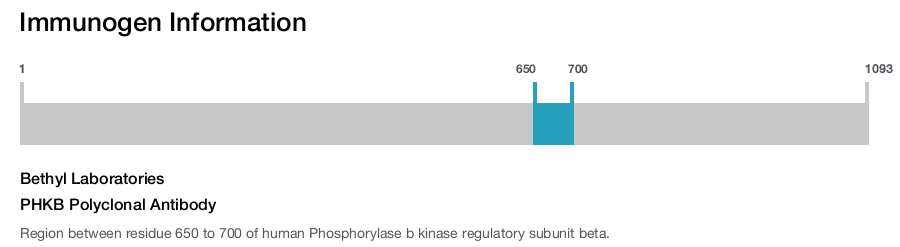 PHKB Polyclonal Antibody