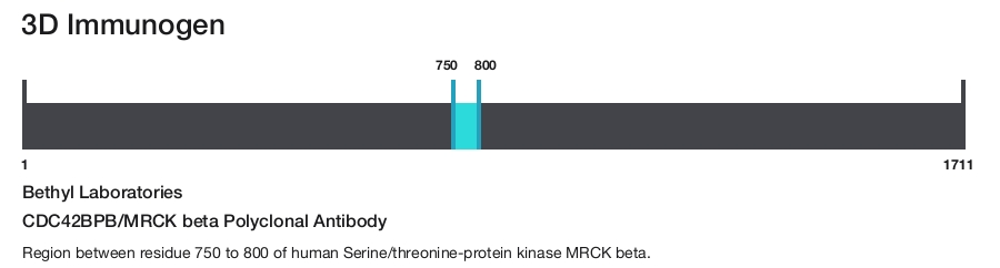 CDC42BPB/MRCK beta Polyclonal Antibody