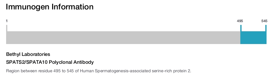 SPATS2/SPATA10 Polyclonal Antibody
