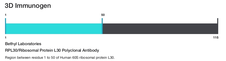 RPL30/Ribosomal Protein L30 Polyclonal Antibody