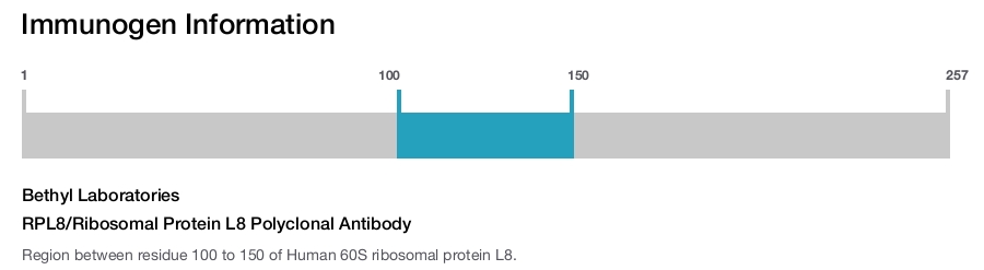 RPL8/Ribosomal Protein L8 Polyclonal Antibody
