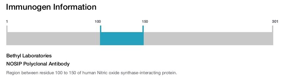 NOSIP Polyclonal Antibody