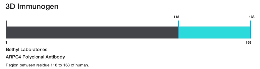 ARPC4 Polyclonal Antibody