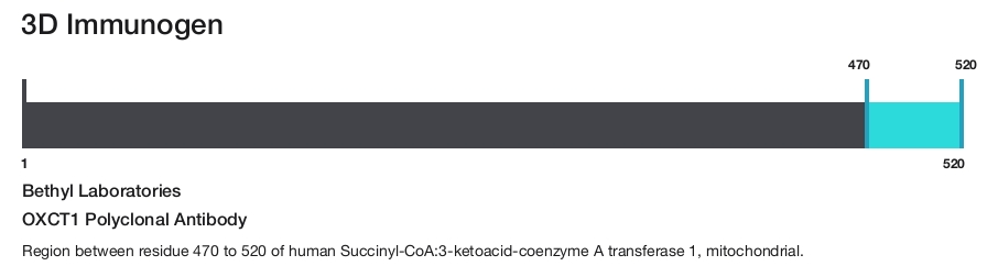 OXCT1 Polyclonal Antibody