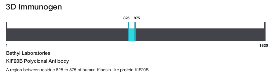 KIF20B Polyclonal Antibody