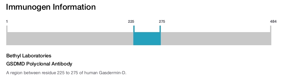 GSDMD Polyclonal Antibody