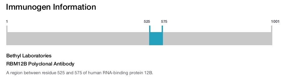 RBM12B Polyclonal Antibody