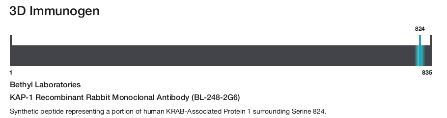 KAP-1 Recombinant Rabbit Monoclonal Antibody (BL-248-2G6)
