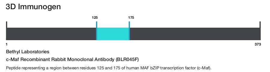 c-Maf Recombinant Rabbit Monoclonal Antibody (BLR045F)