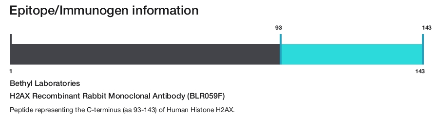 H2AX Recombinant Rabbit Monoclonal Antibody (BLR059F)