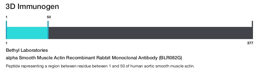 alpha Smooth Muscle Actin Recombinant Rabbit Monoclonal Antibody (BLR082G)