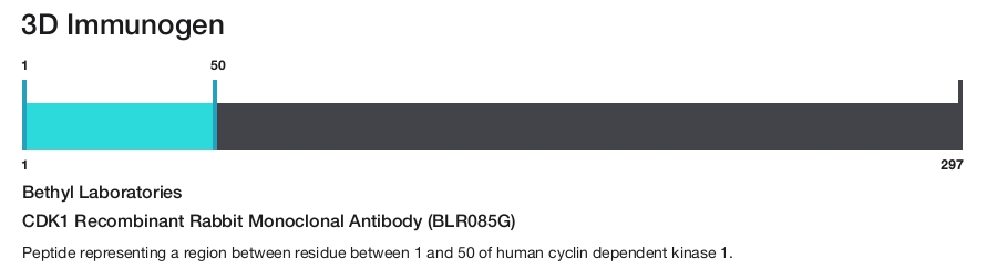 CDK1 Recombinant Rabbit Monoclonal Antibody (BLR085G)