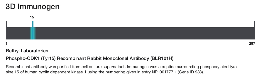 Phospho-CDK1 (Tyr15) Recombinant Rabbit Monoclonal Antibody (BLR101H)